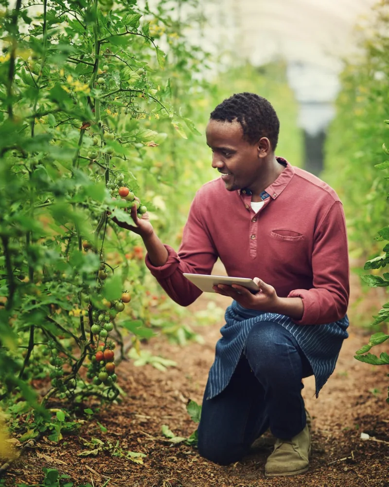 Plantation industrielle