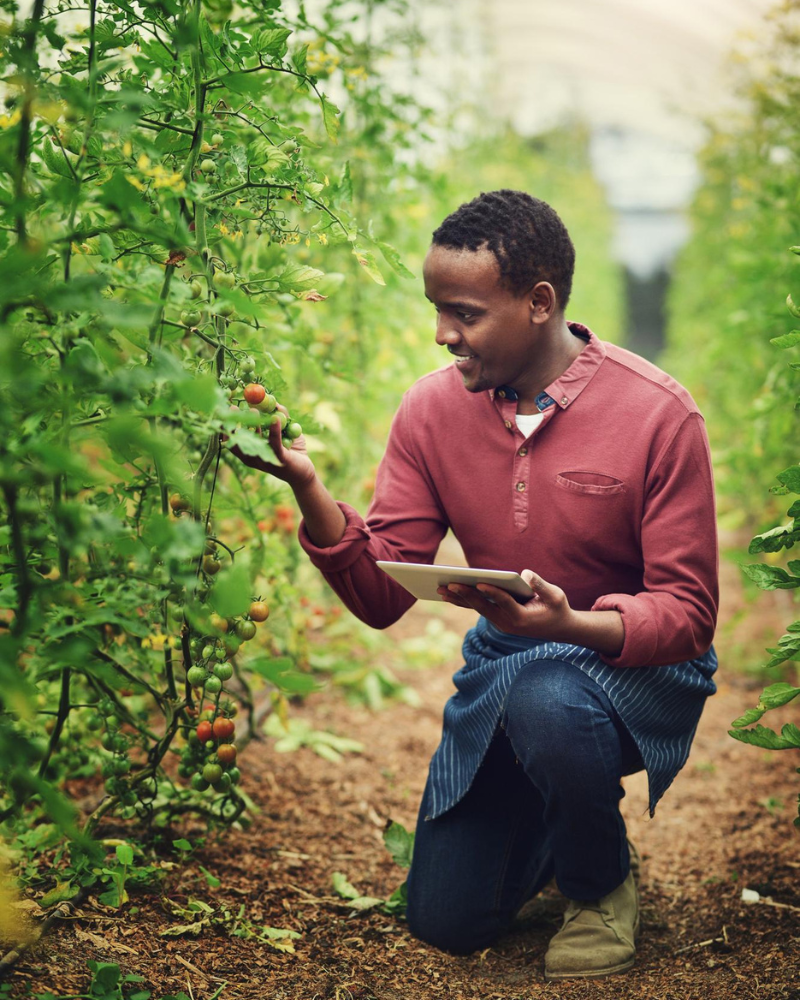 Plantation industrielle