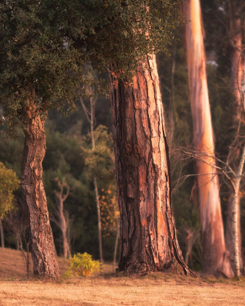 Exploitation forestière durable