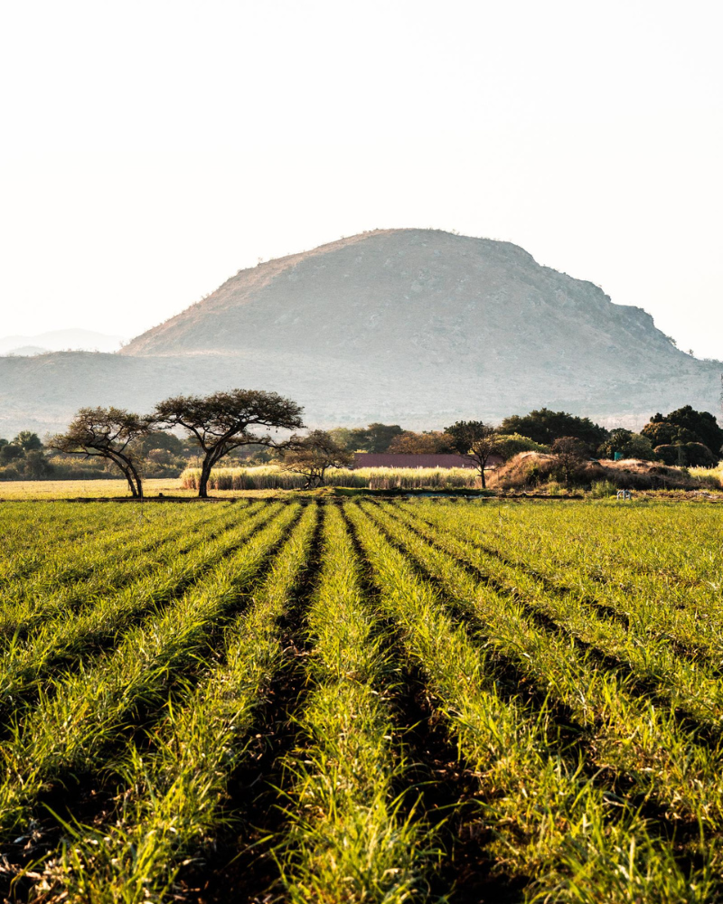 Travaux agricoles mécanisés