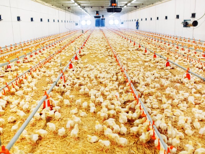 Hangar agricole moderne