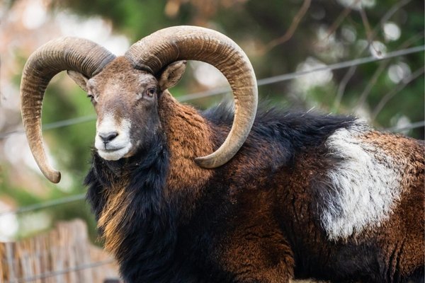 Élevage Ovin Caprin